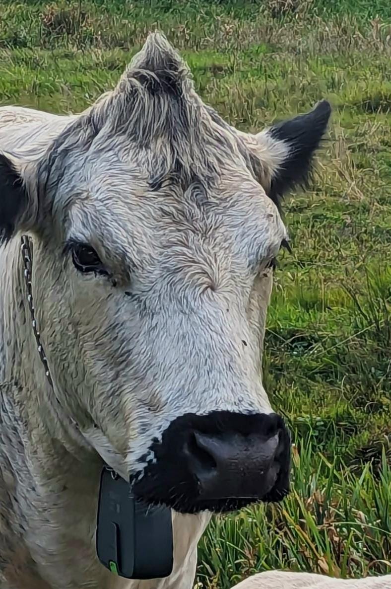 Image for Cowpunk